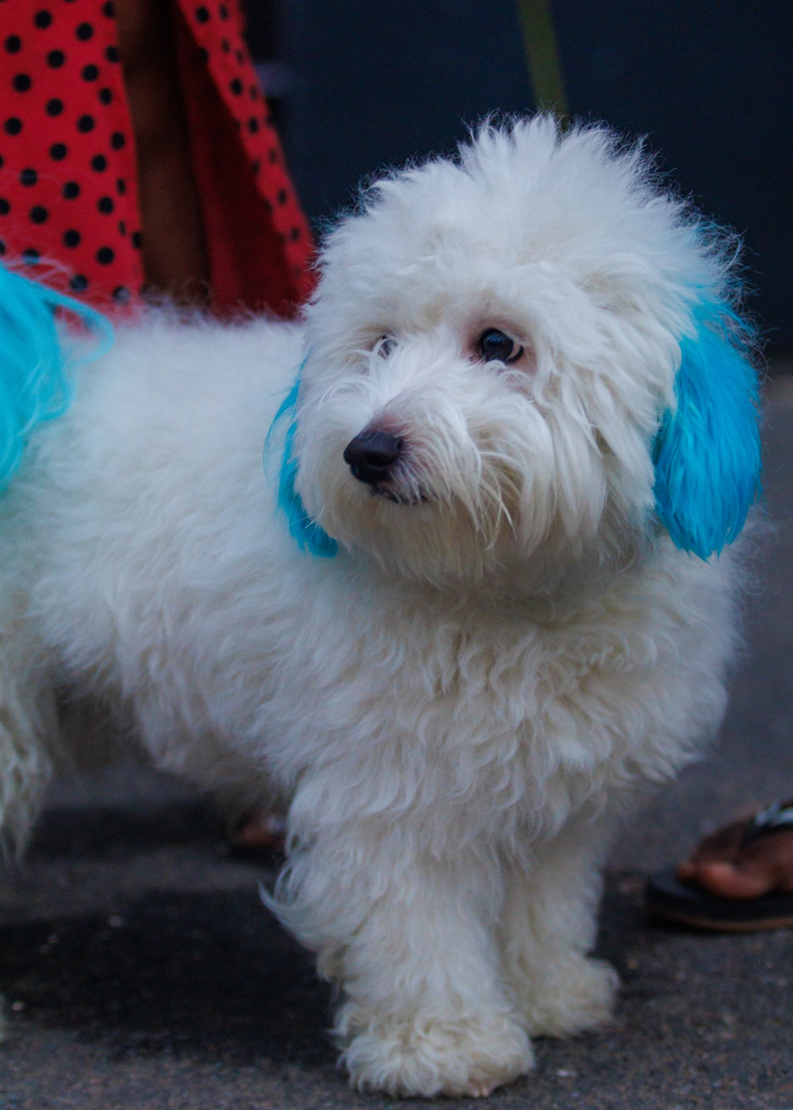 AAK Pet Shop gallery photo 9