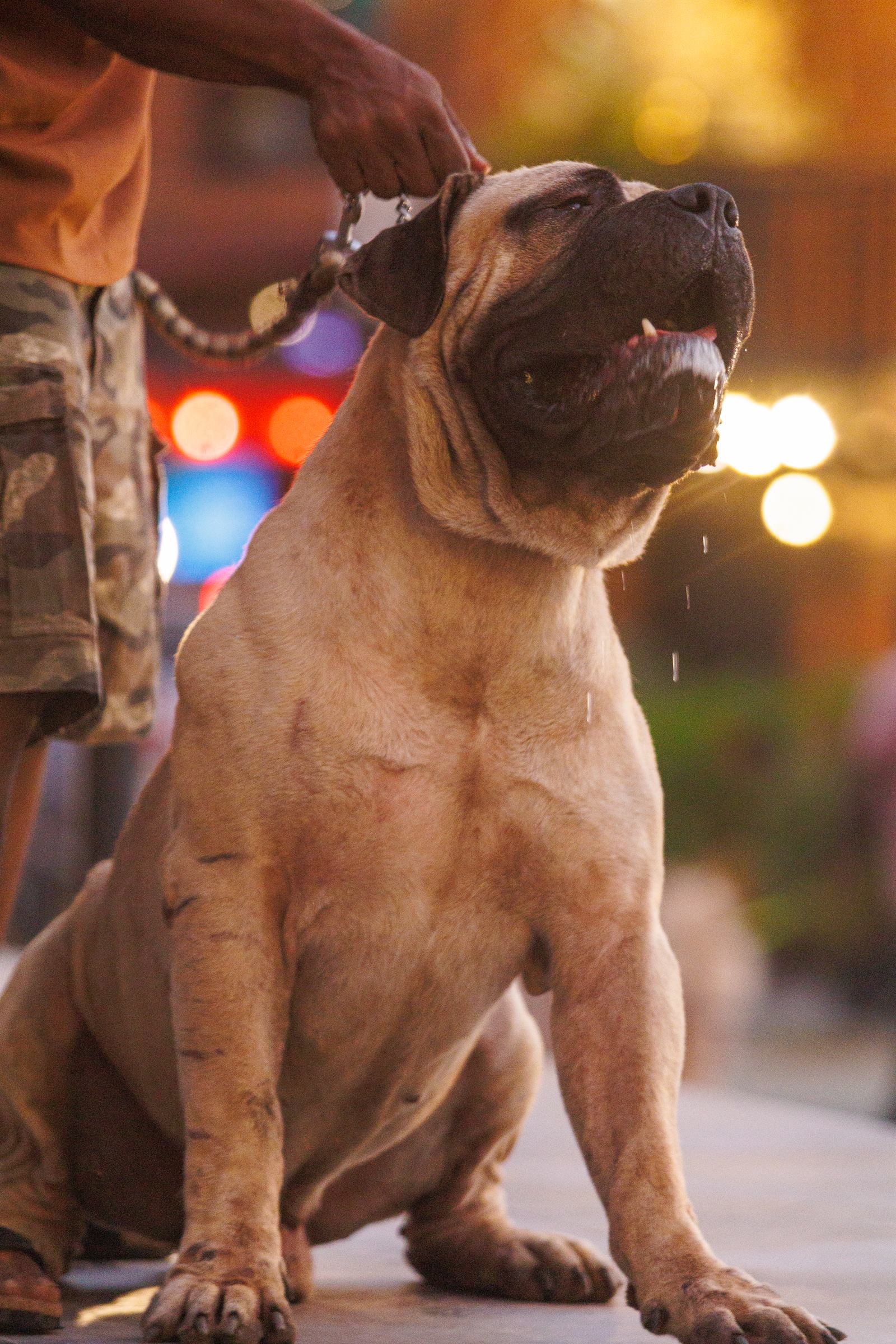 AAK Pet Shop gallery photo 17