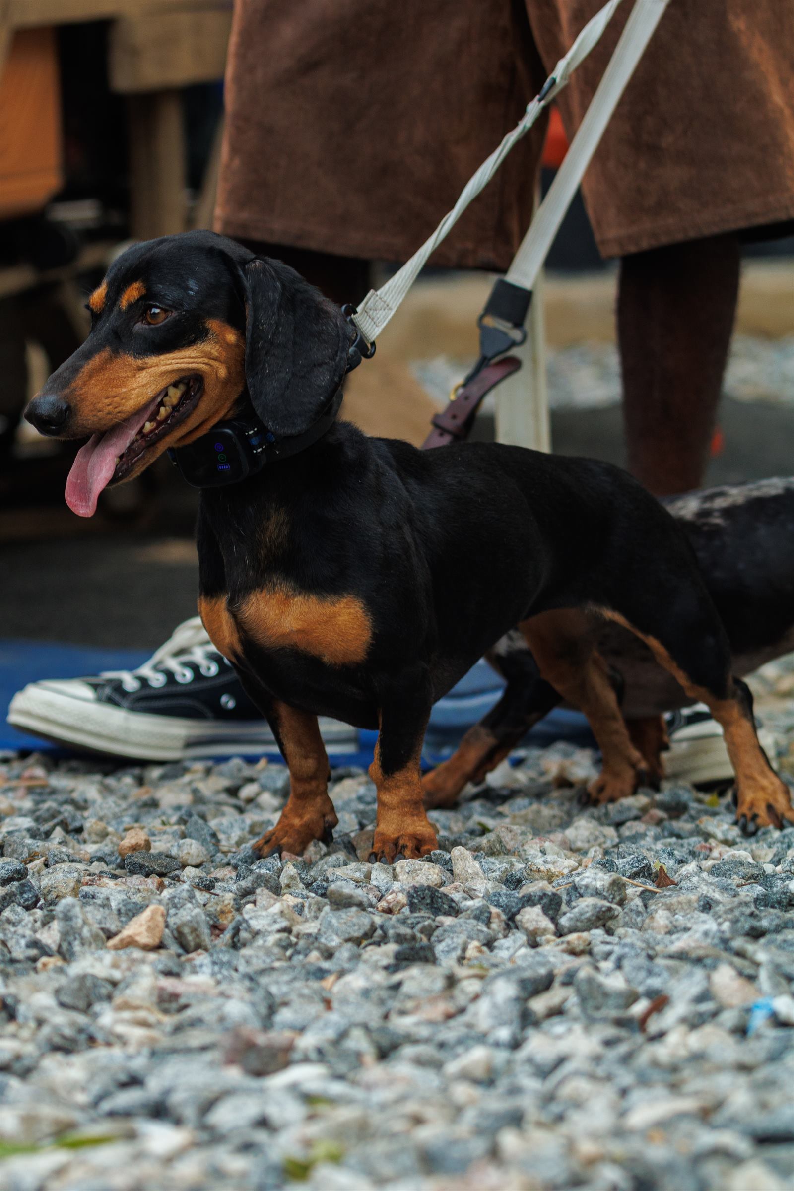 AAK Pet Shop gallery photo 22