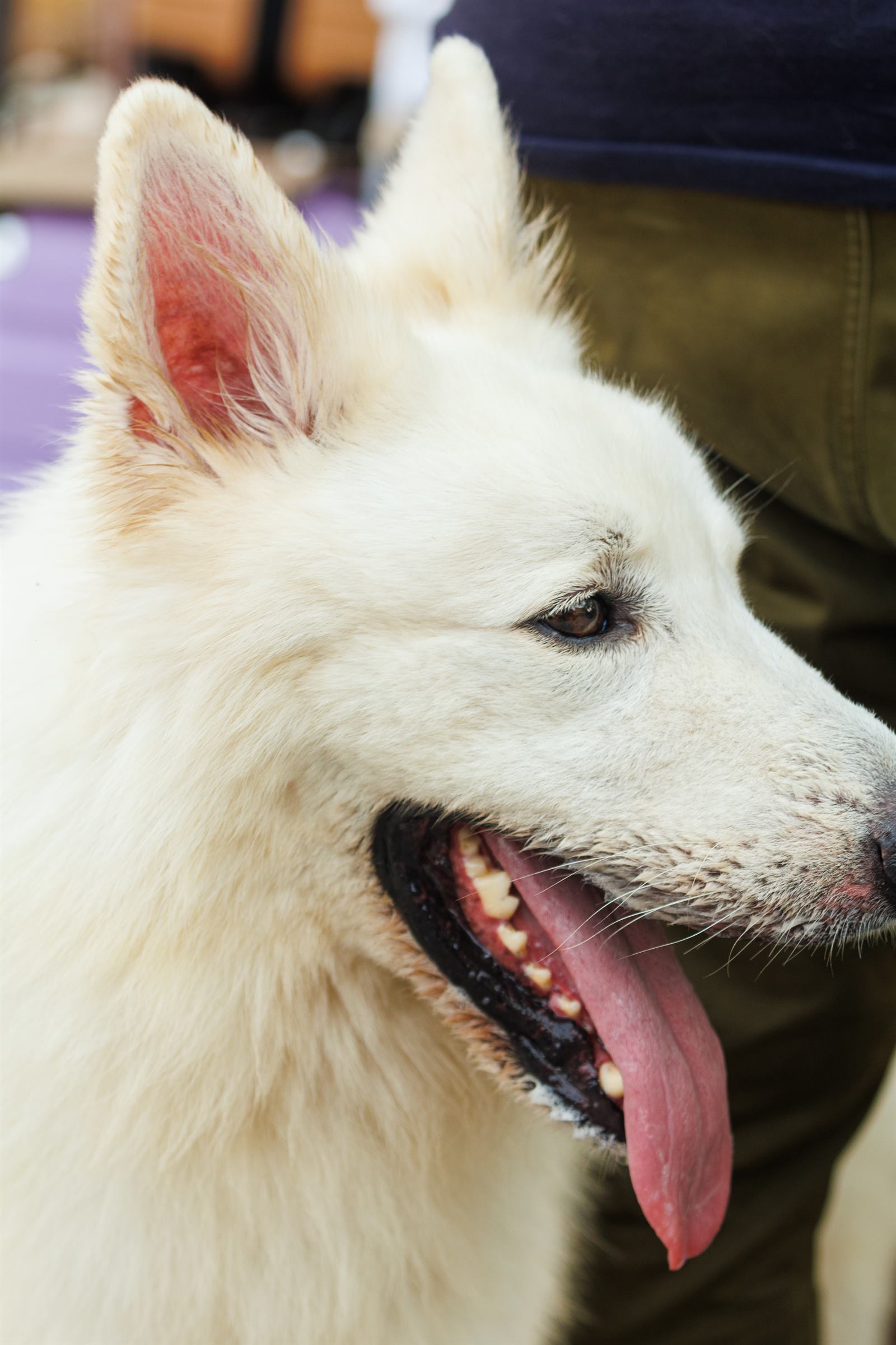 AAK Pet Shop gallery photo 23