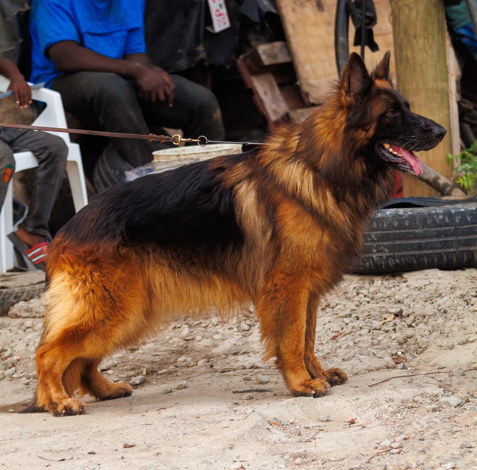 AAK Pet Shop gallery photo 30