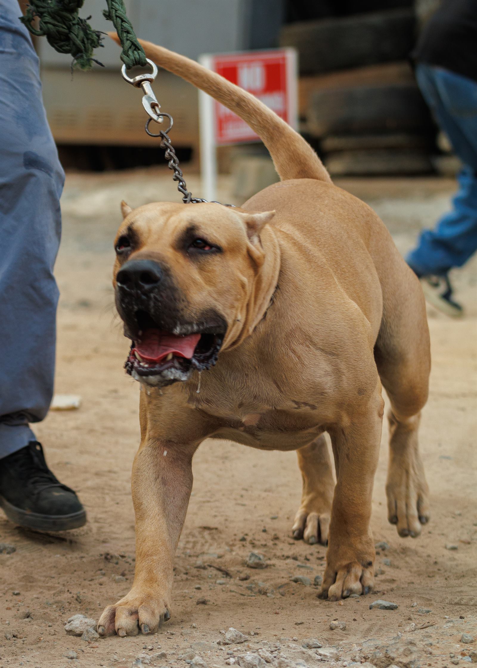 AAK Pet Shop gallery photo 35