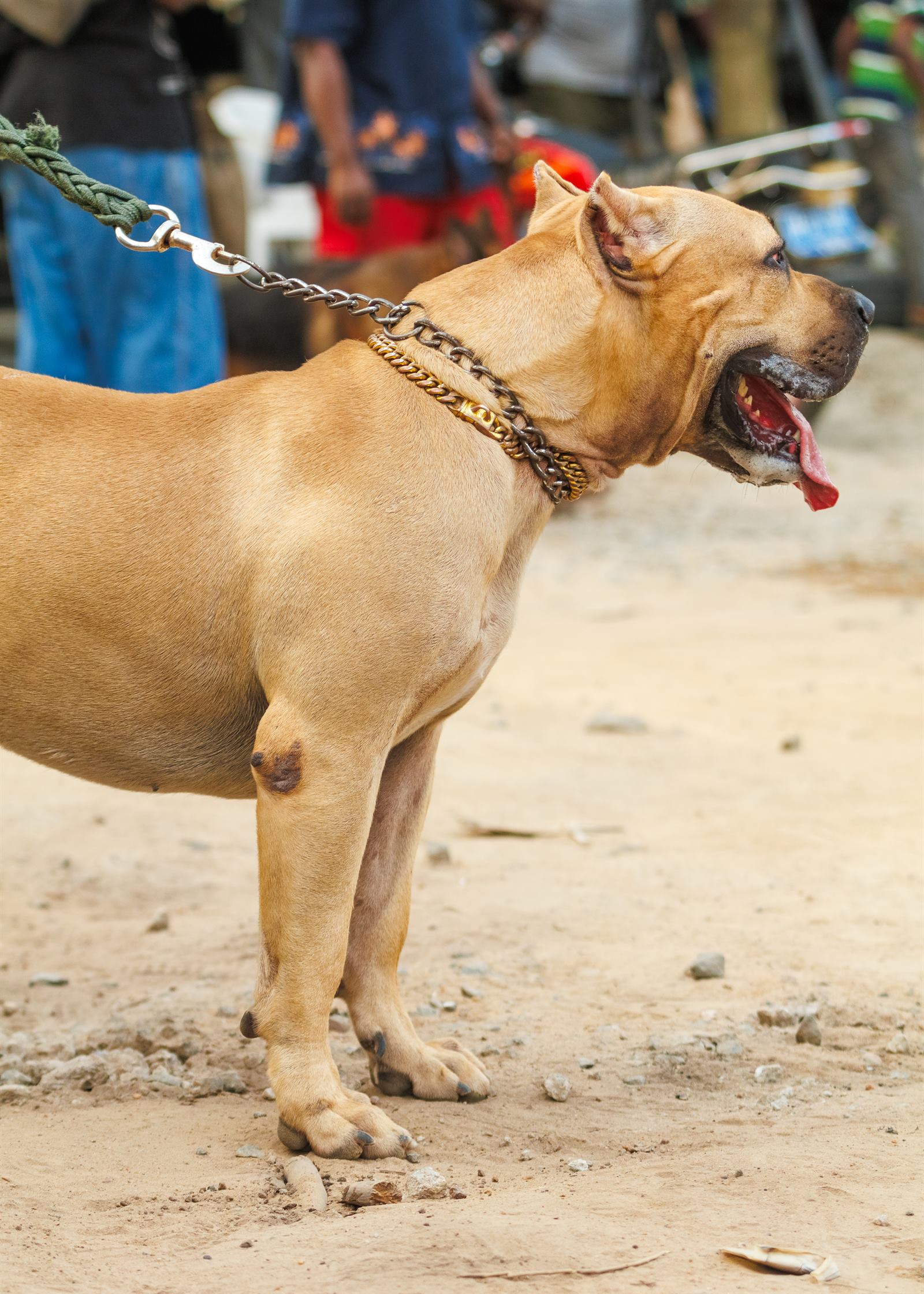 AAK Pet Shop gallery photo 37