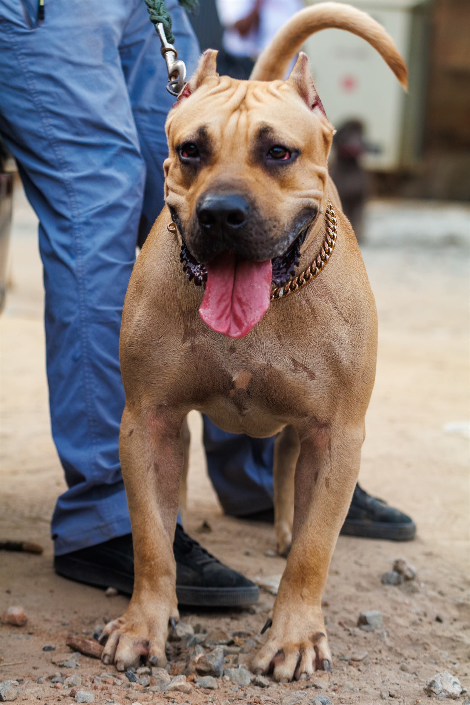 AAK Pet Shop gallery photo 39