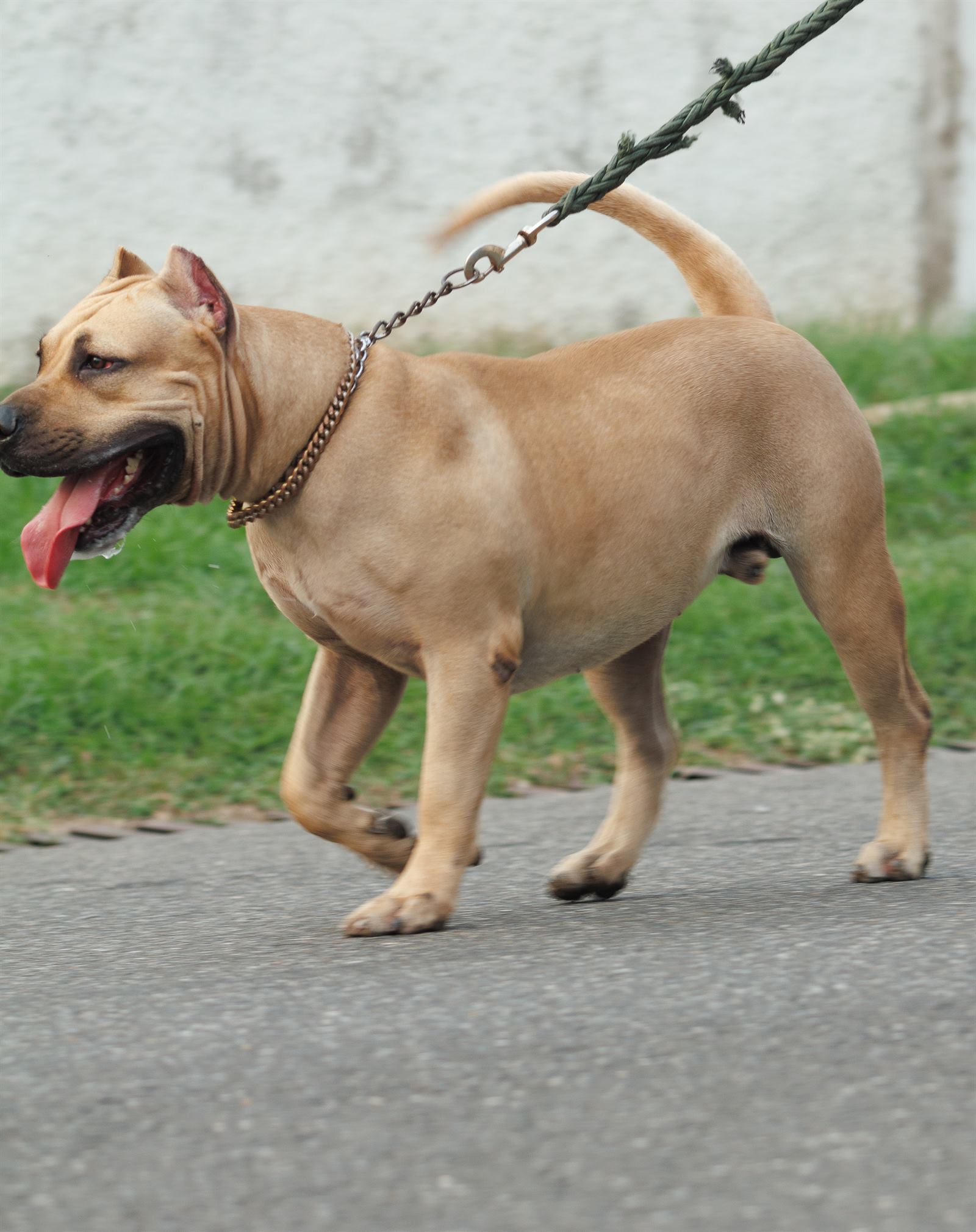 AAK Pet Shop gallery photo 55