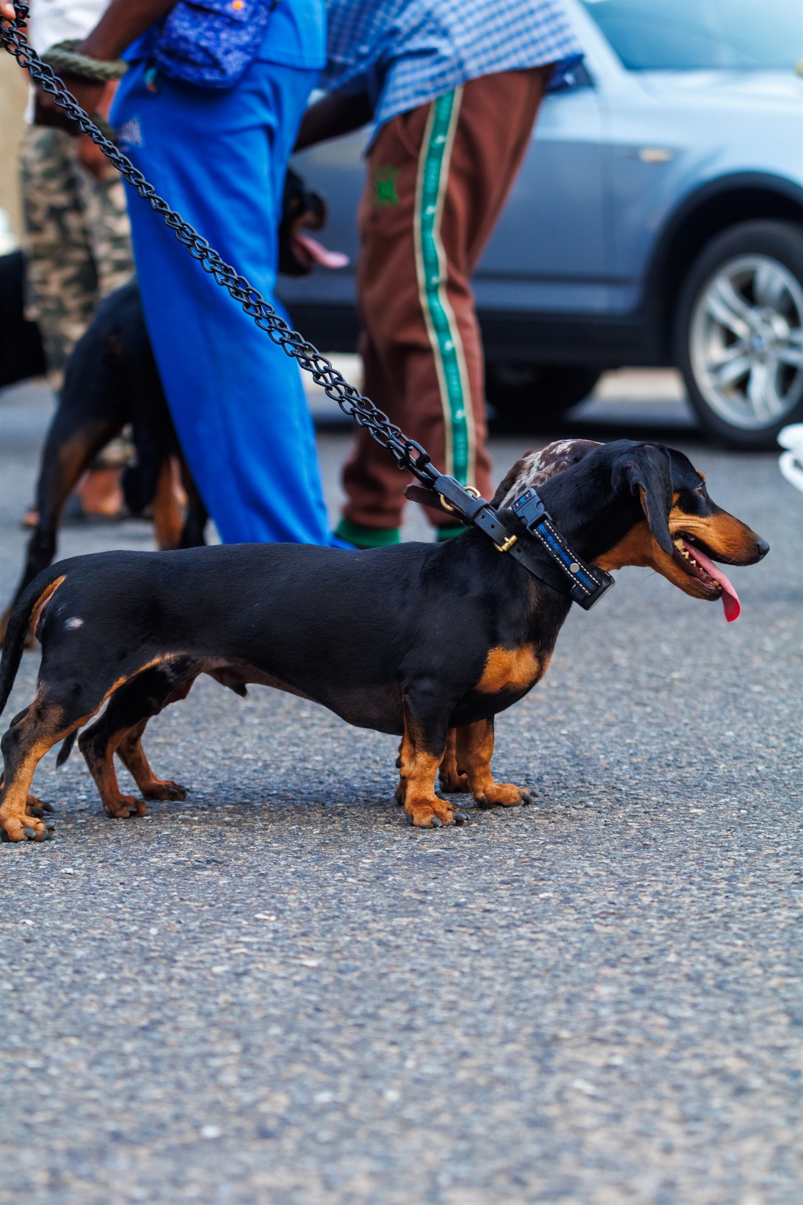 AAK Pet Shop gallery photo 69