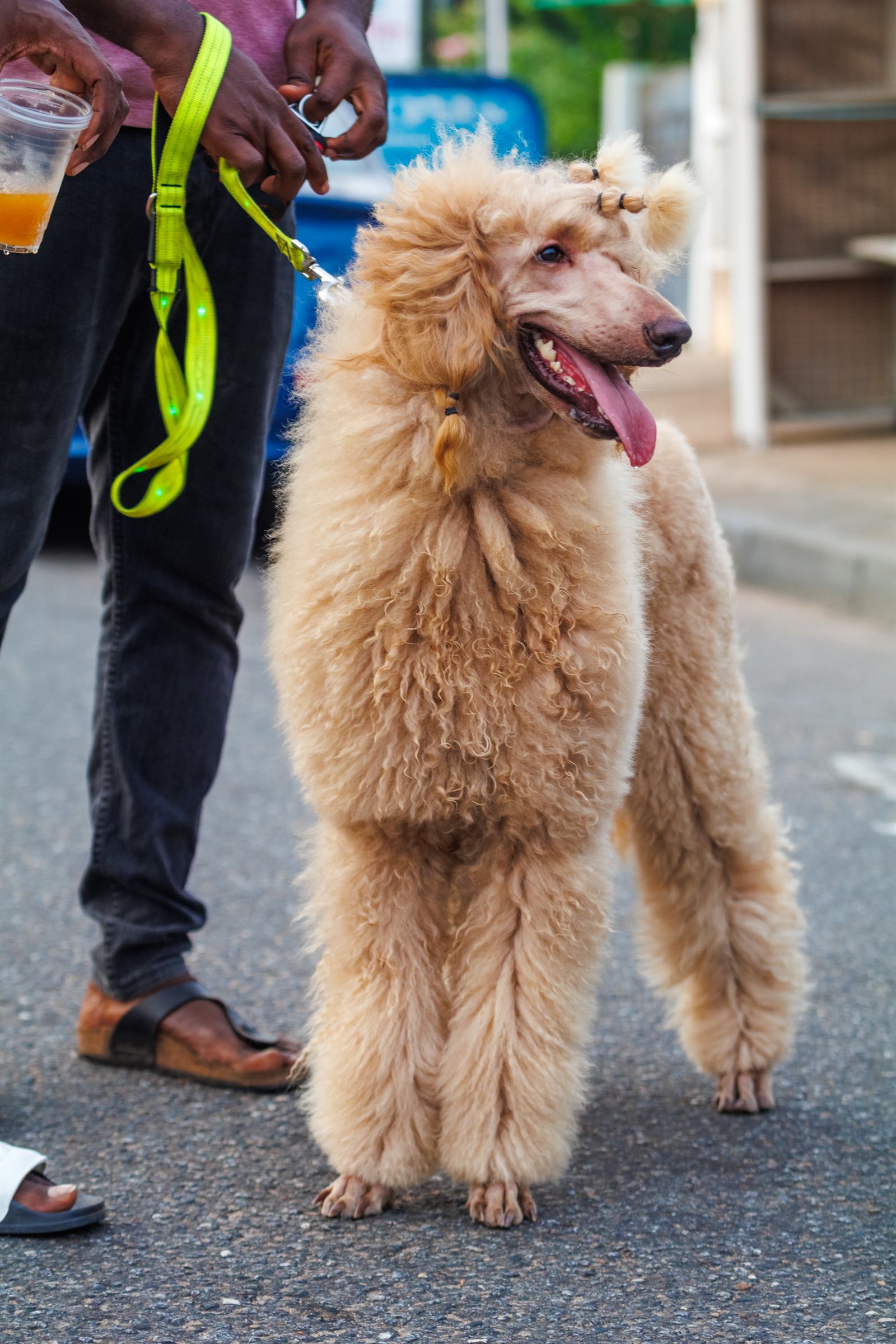 AAK Pet Shop gallery photo 72