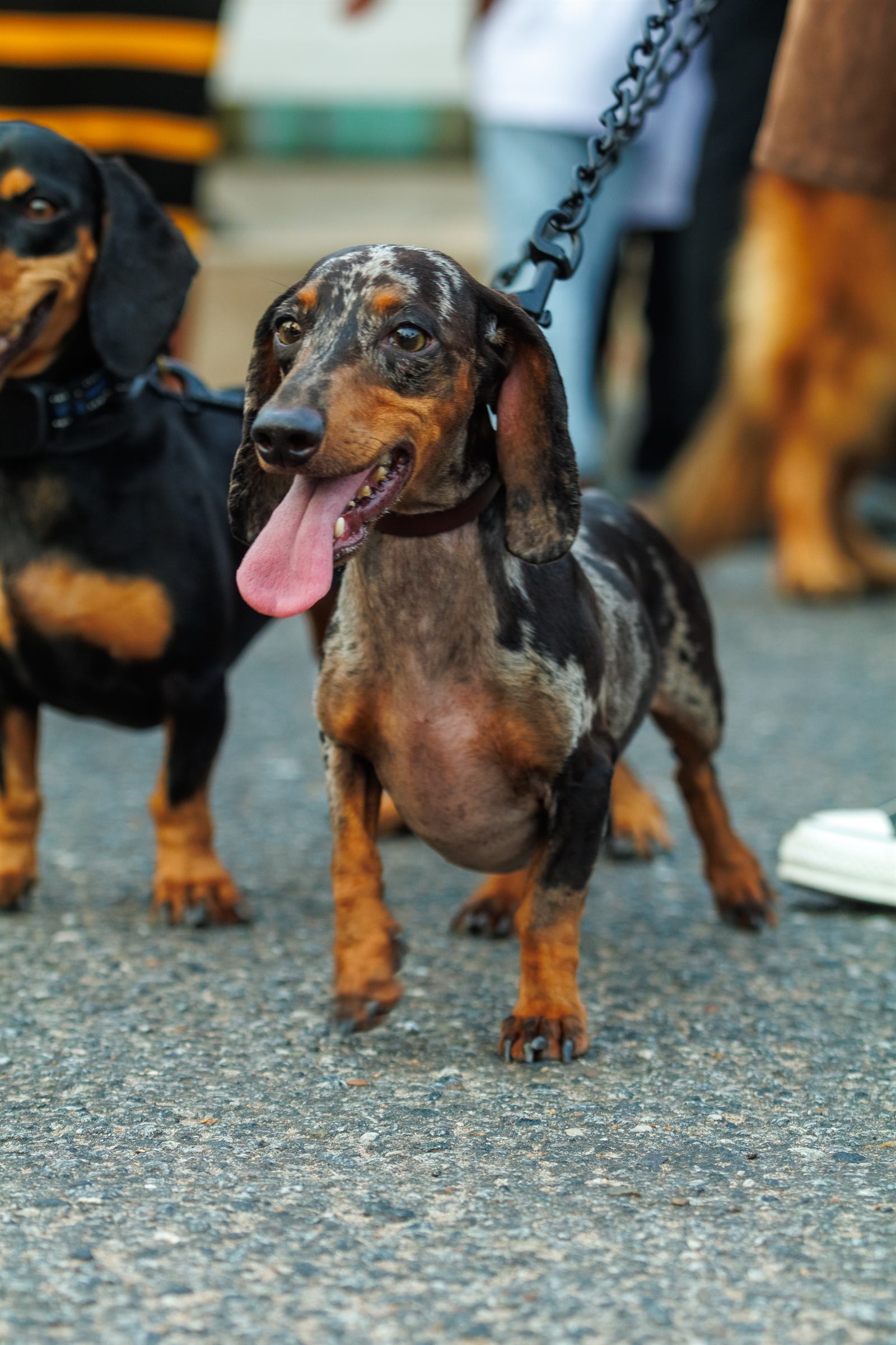 AAK Pet Shop gallery photo 74