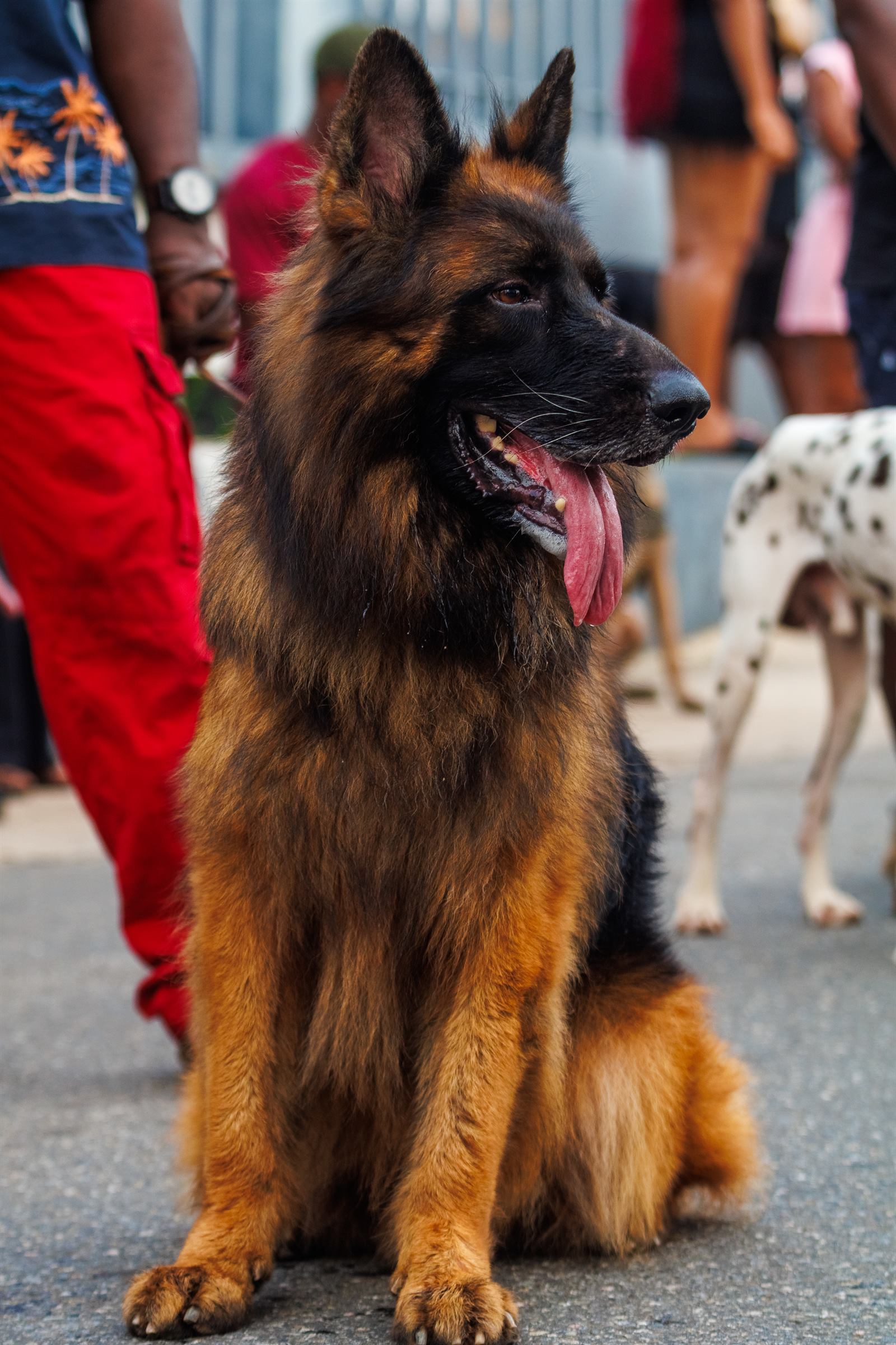AAK Pet Shop gallery photo 84