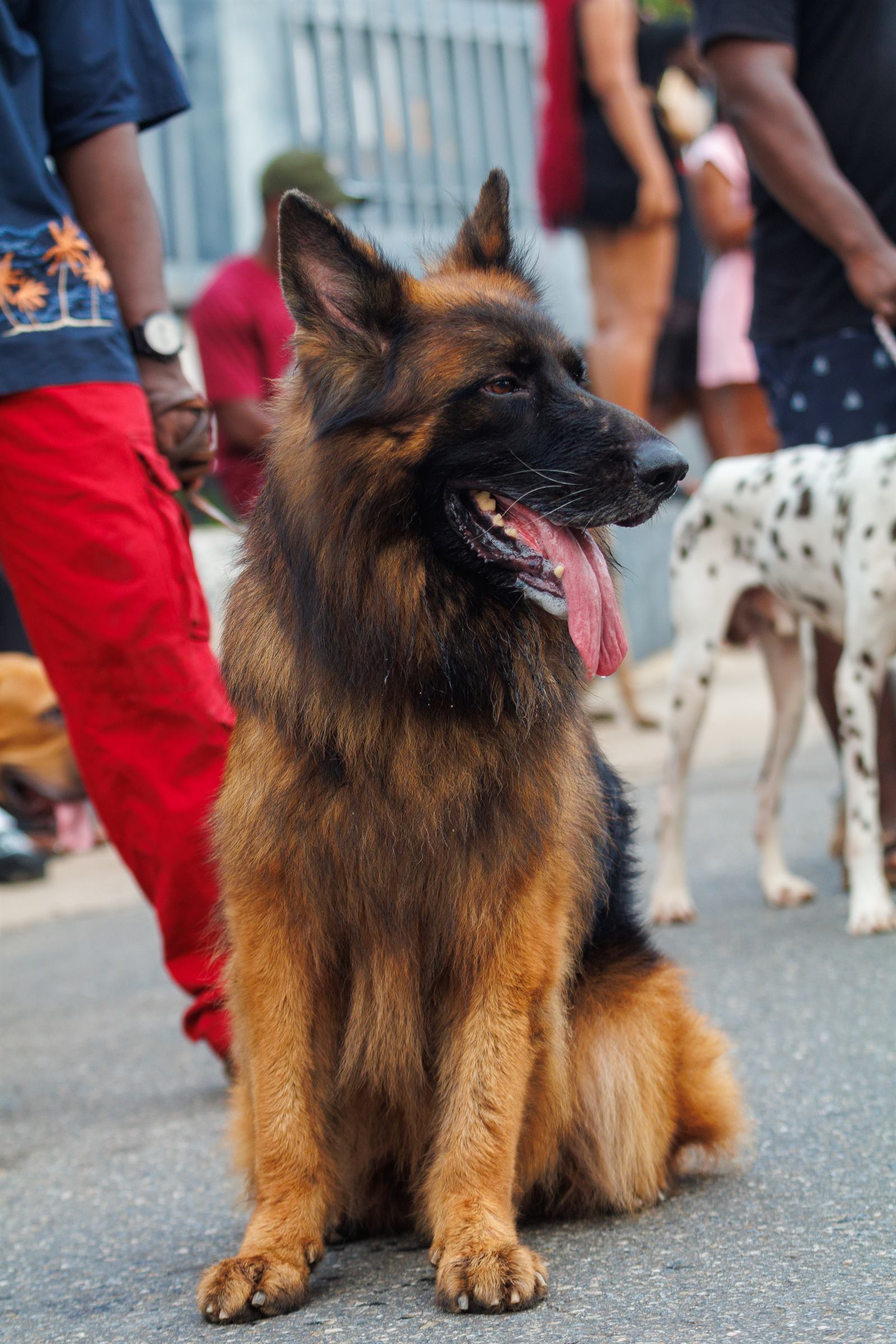 AAK Pet Shop gallery photo 85