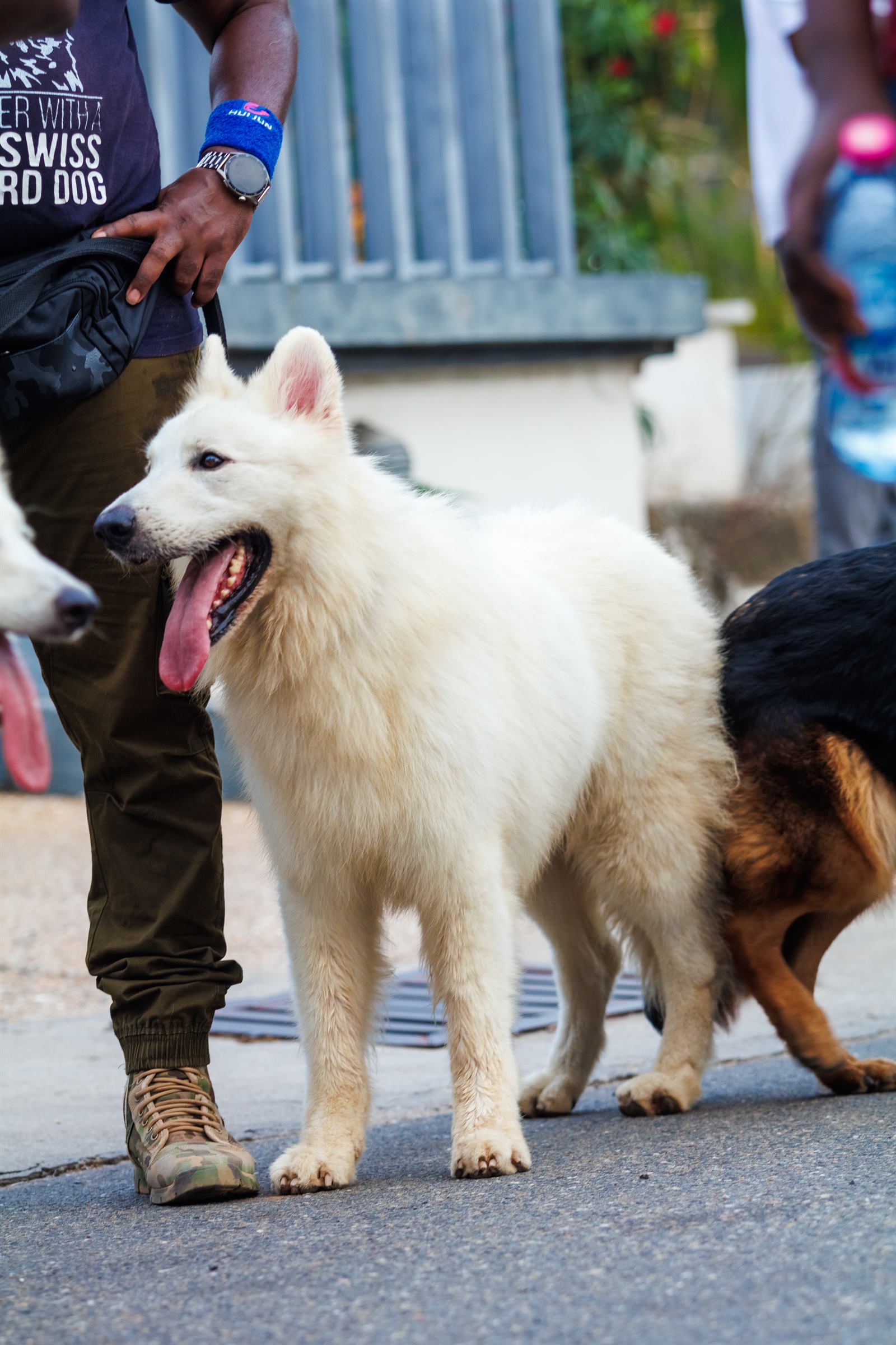 AAK Pet Shop gallery photo 88