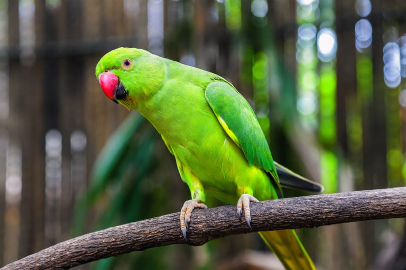 Amazon Parrot